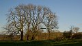 winter trees